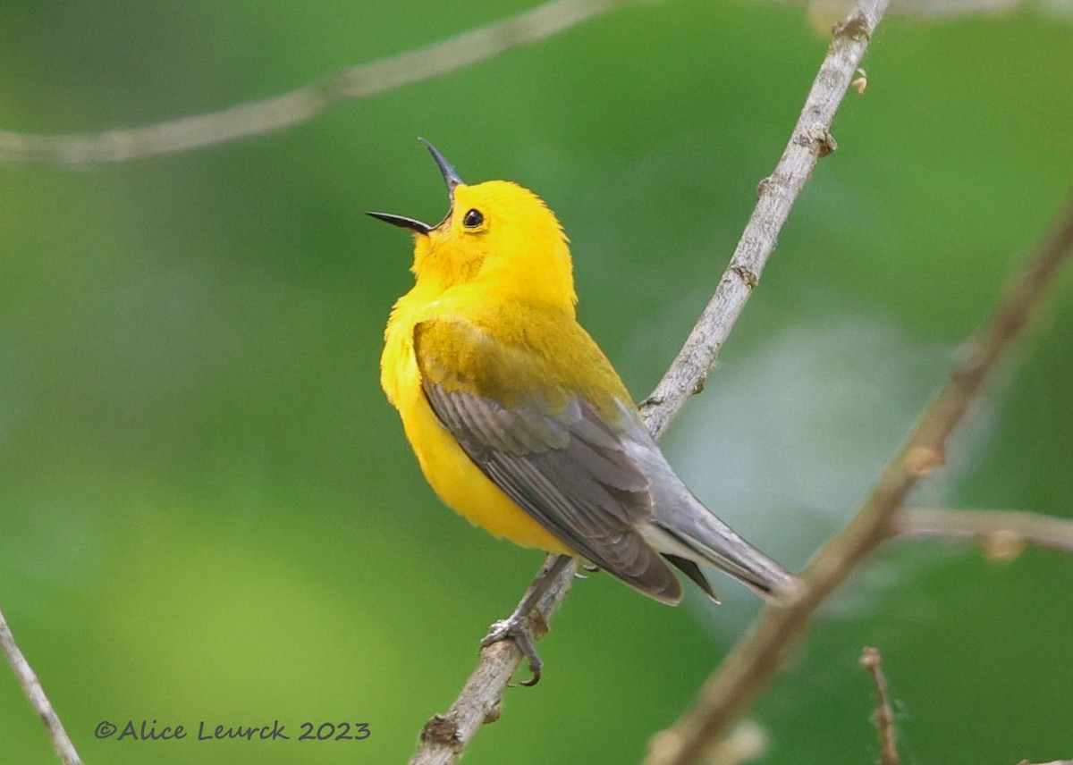 Prothonotary Warbler - ML583830071