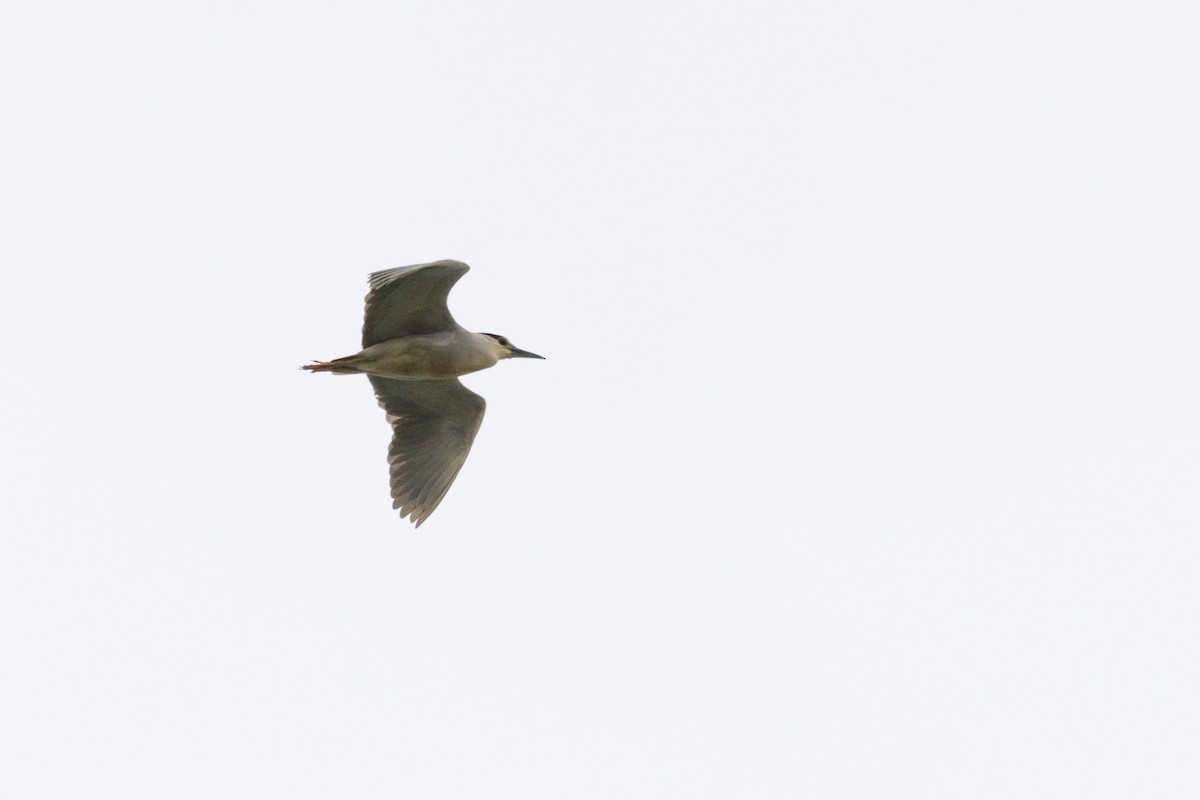 Black-crowned Night Heron - ML583830121