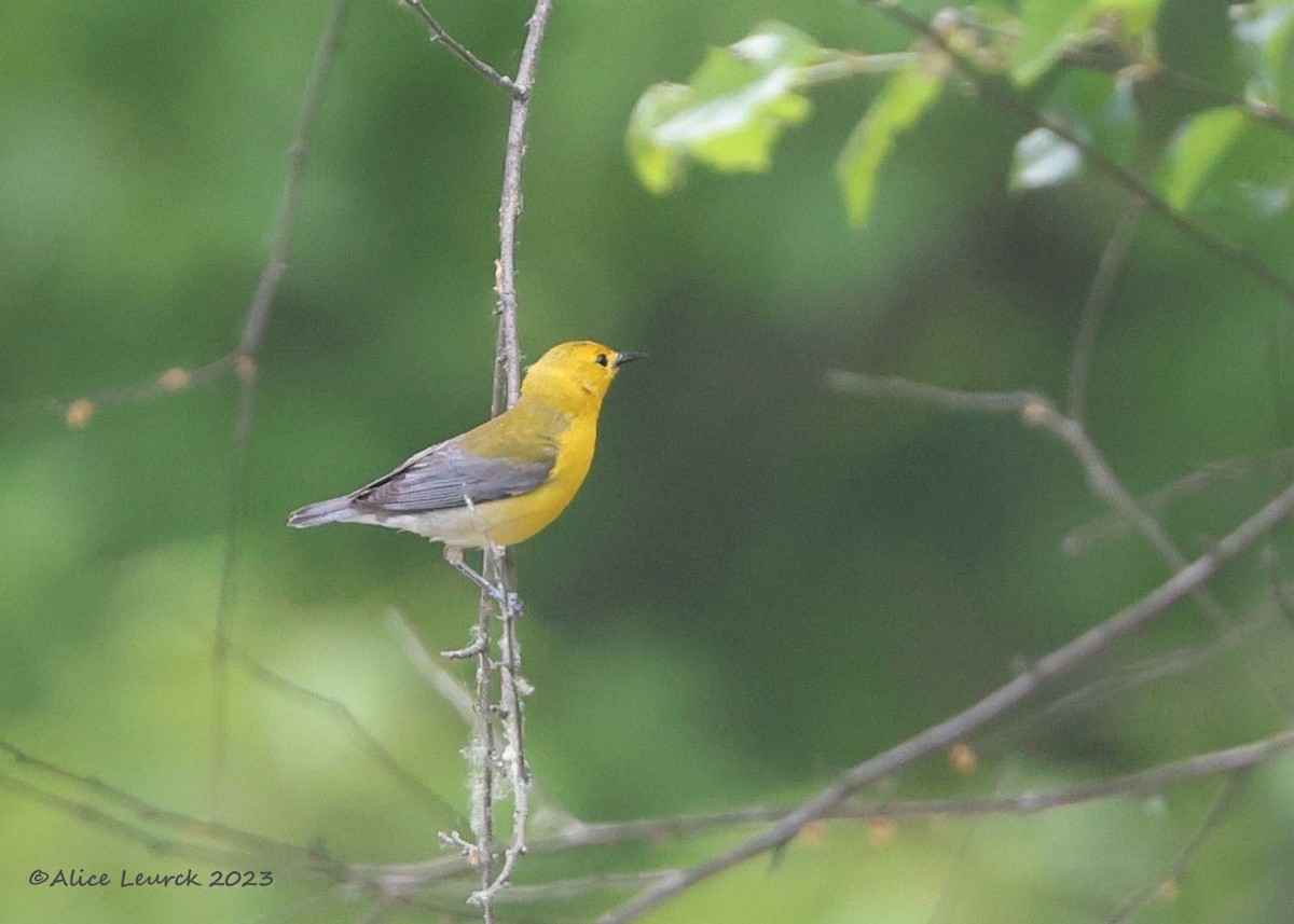 Prothonotary Warbler - ML583830211