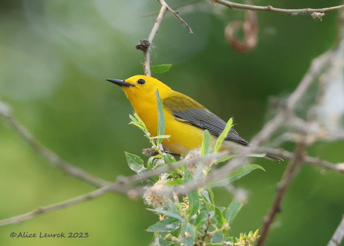 Prothonotary Warbler - ML583830231