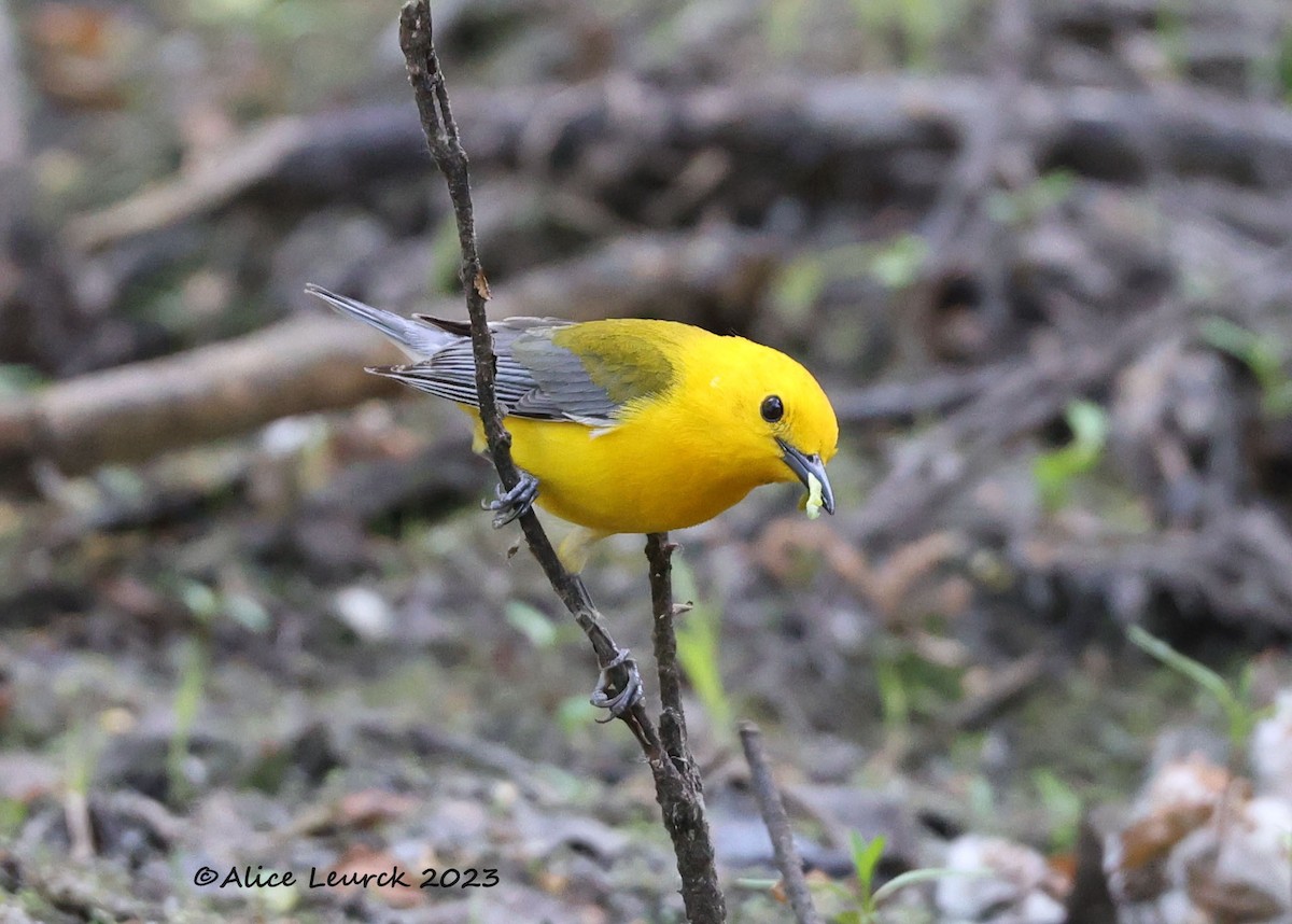 Prothonotary Warbler - ML583830291