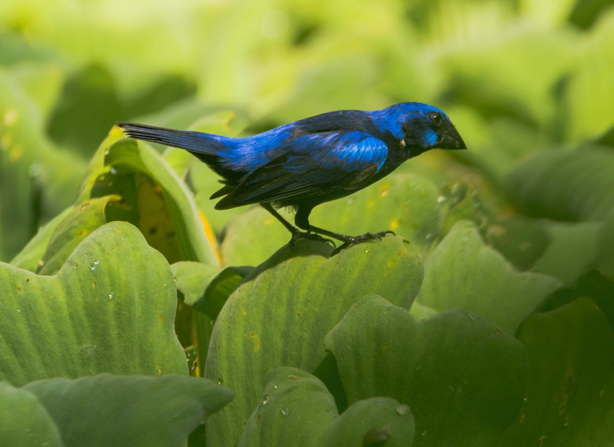 Blue Bunting (Middle America) - ML583830311