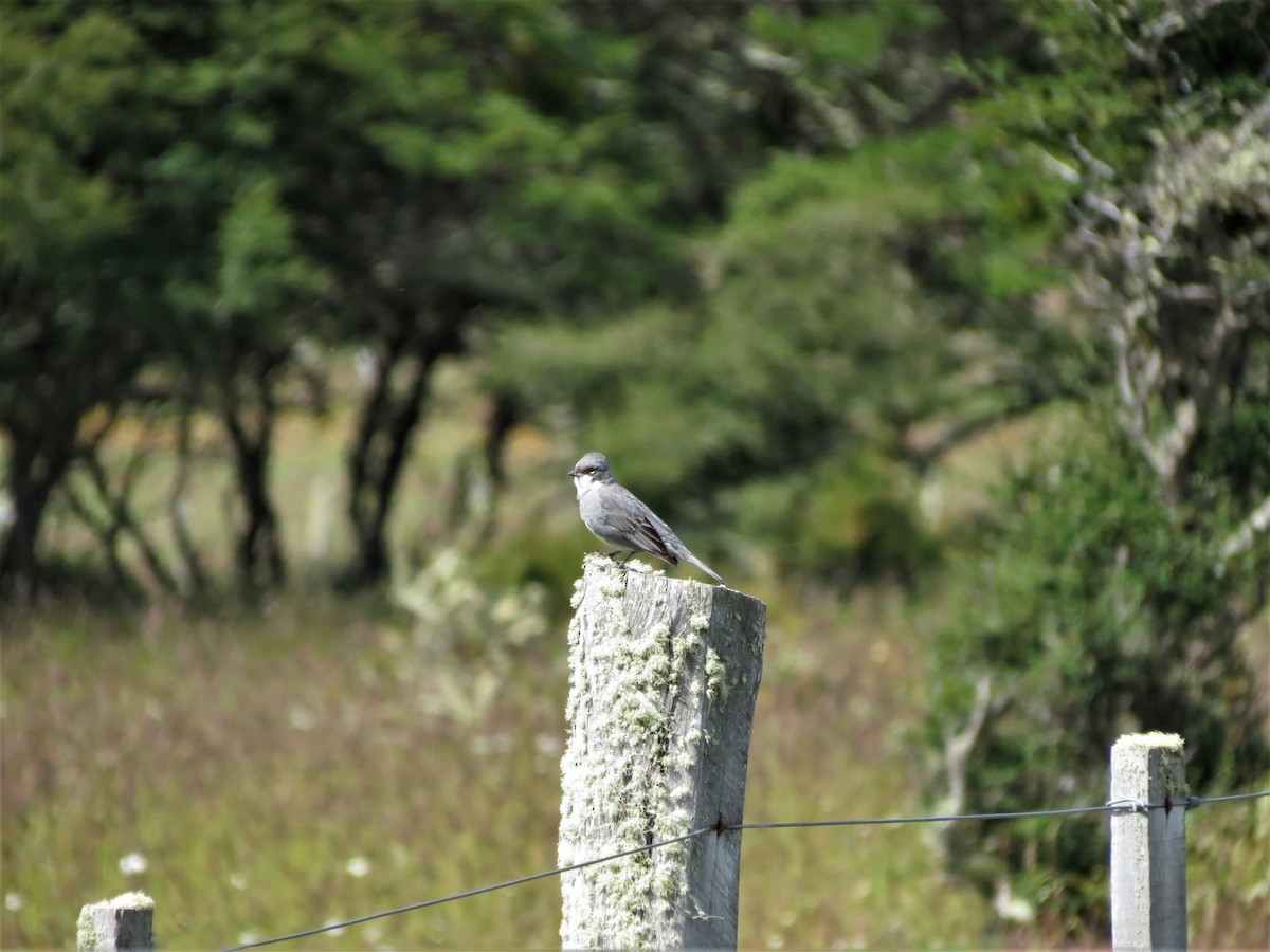 Diuca Finch - Kenneth Roberts