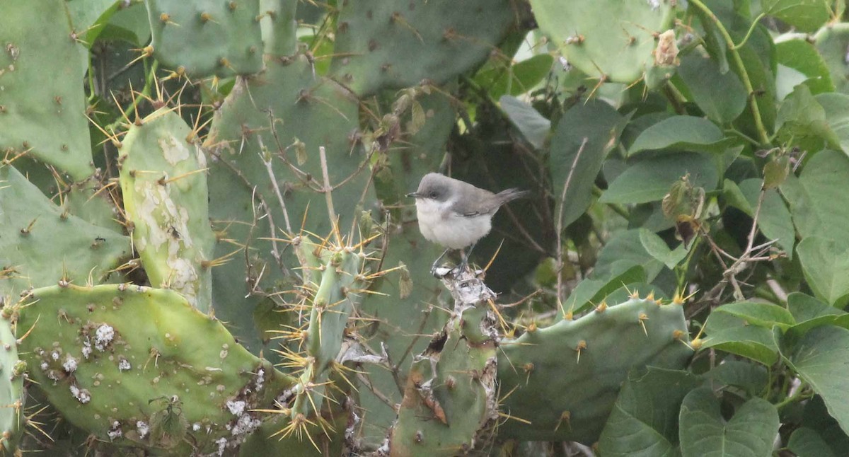 Lesser Whitethroat (Hume's) - ML58383051