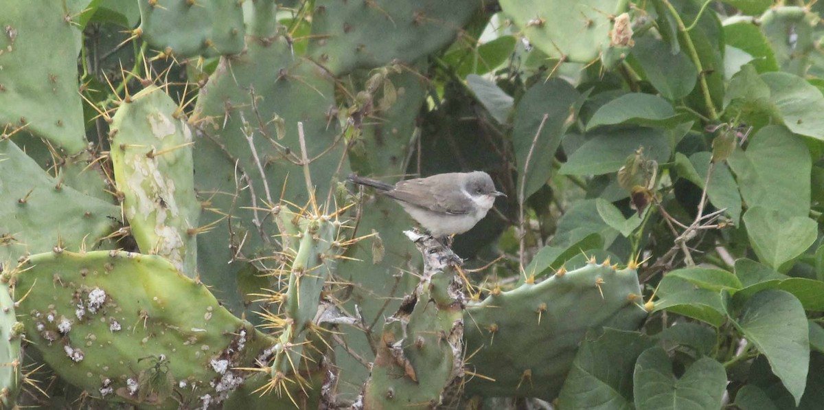 Lesser Whitethroat (Hume's) - ML58383061