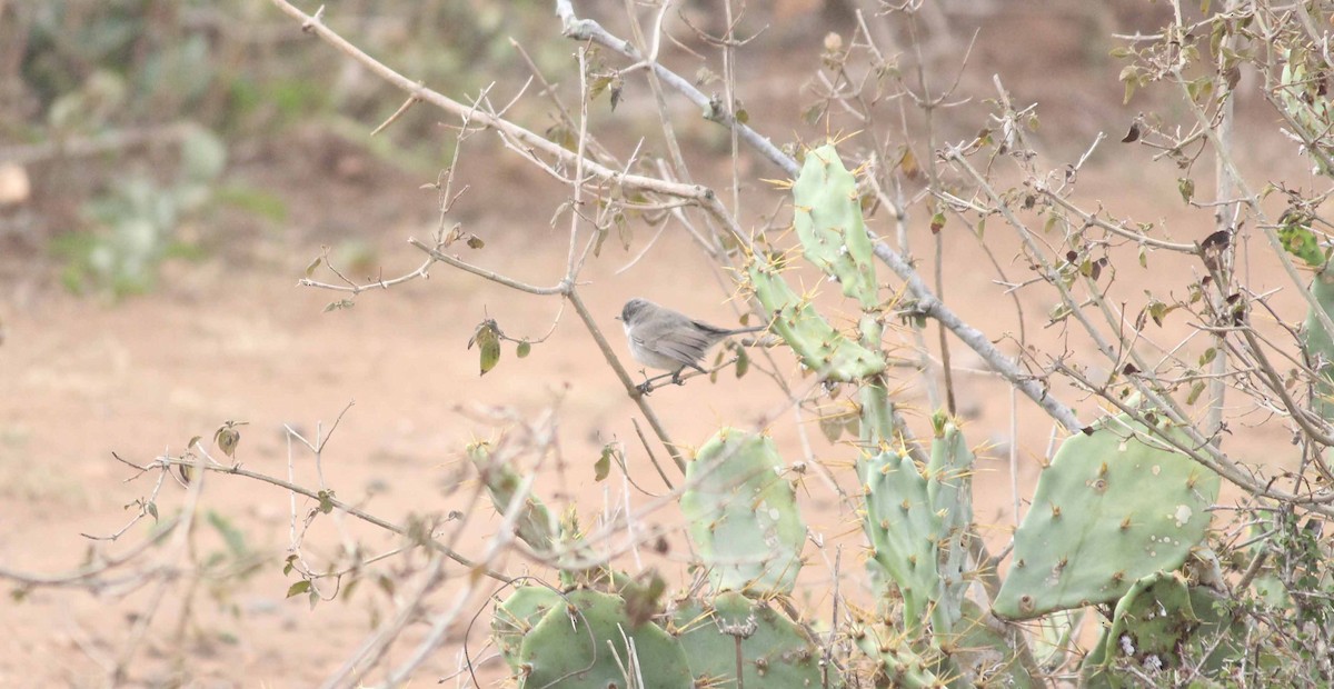 Lesser Whitethroat (Hume's) - ML58383071