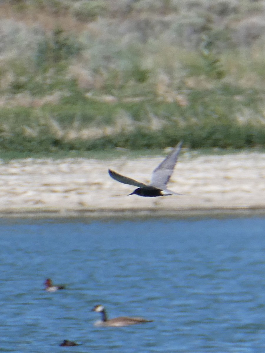 Black Tern - ML583830711