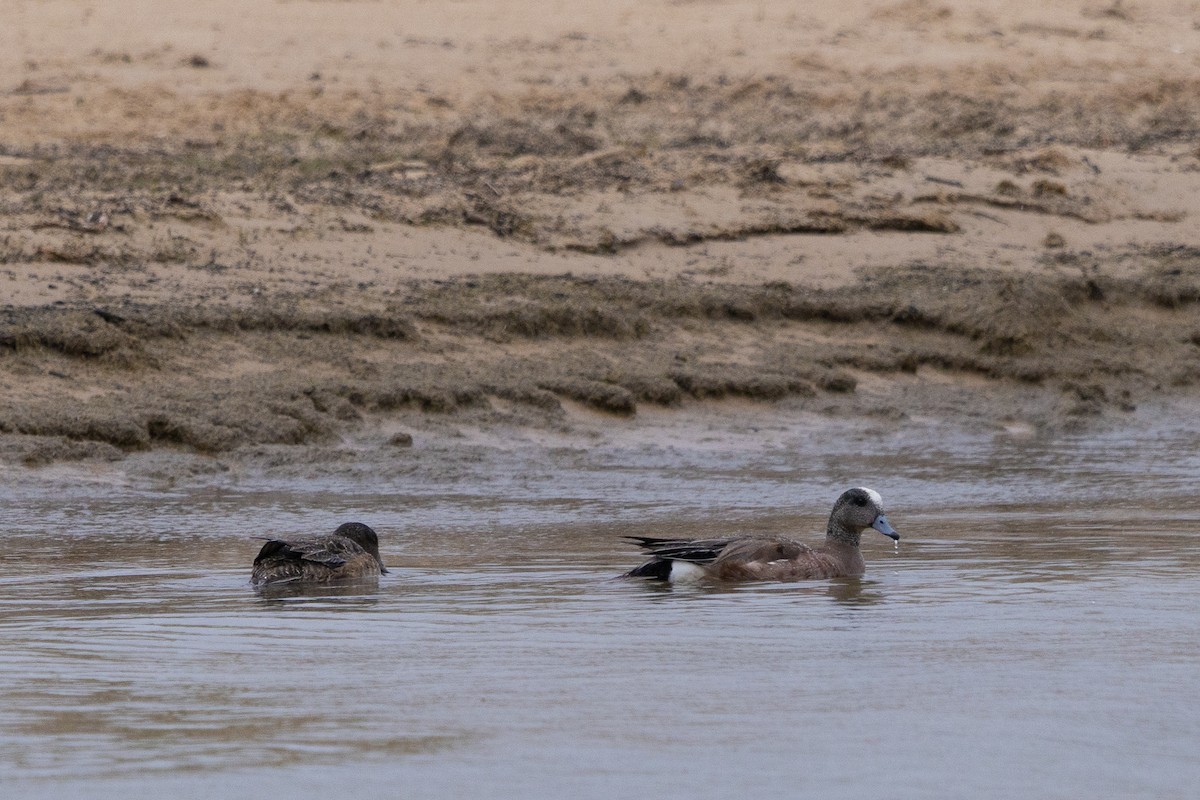 American Wigeon - ML583830871