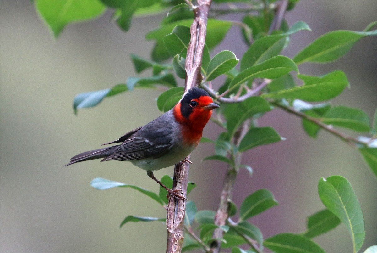 Red-faced Warbler - ML583831491