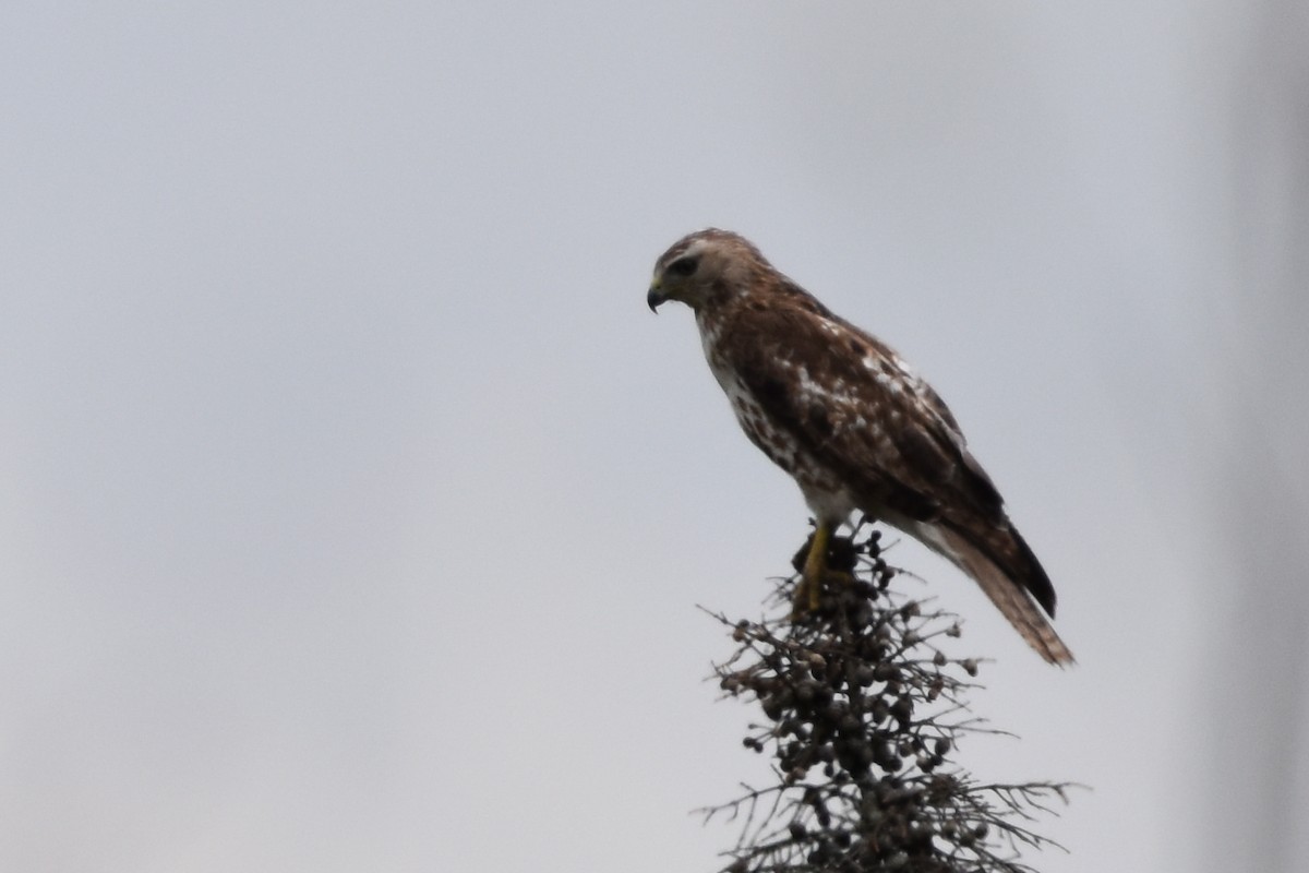 Red-tailed Hawk - ML583831551