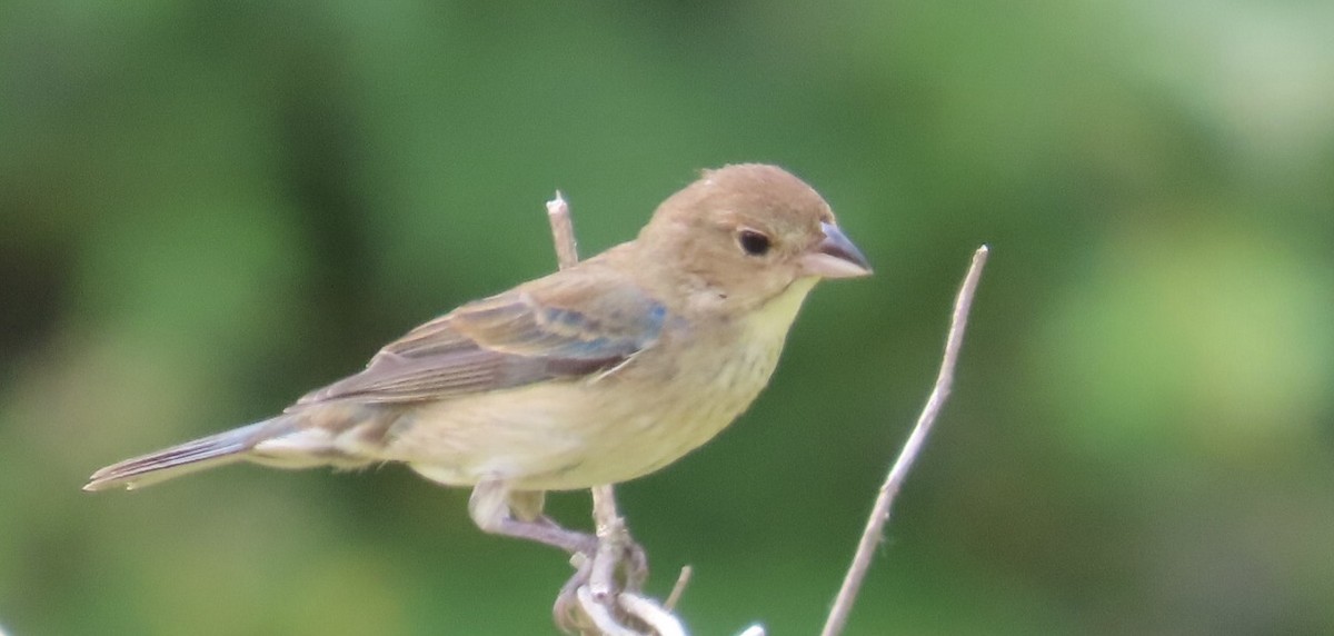 Indigo Bunting - ML583831591