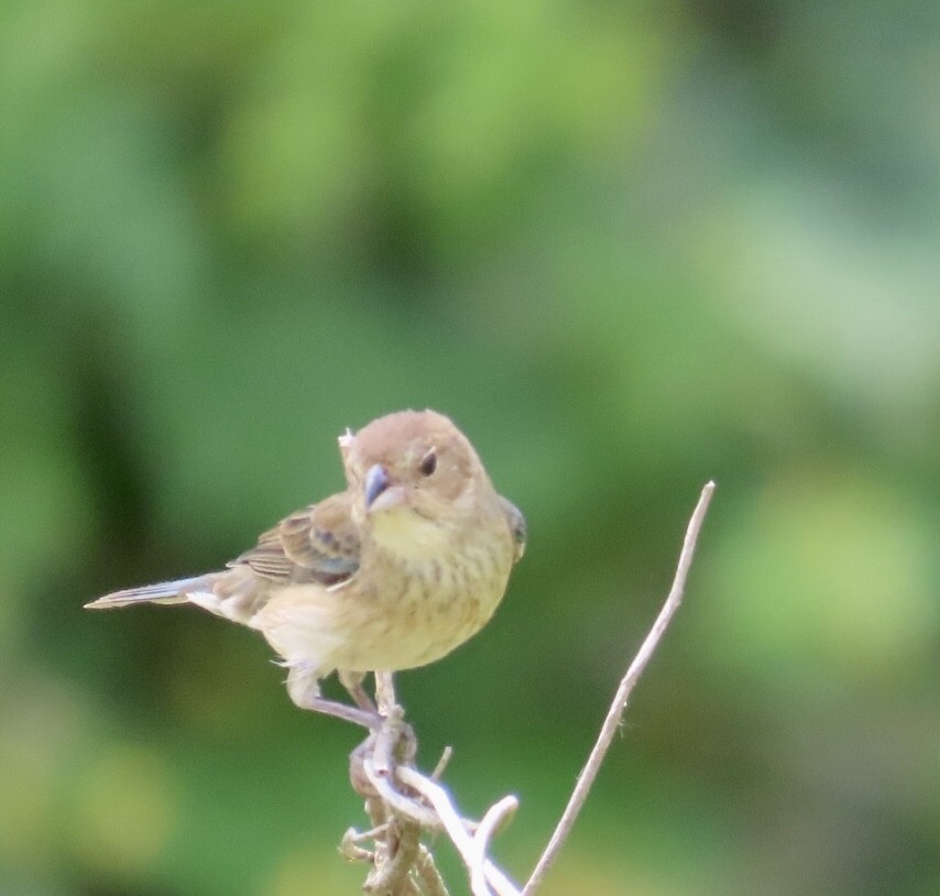 Indigo Bunting - ML583831601