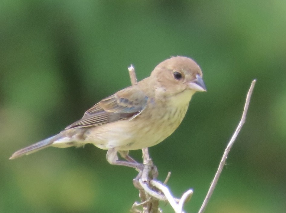 Indigo Bunting - ML583831611