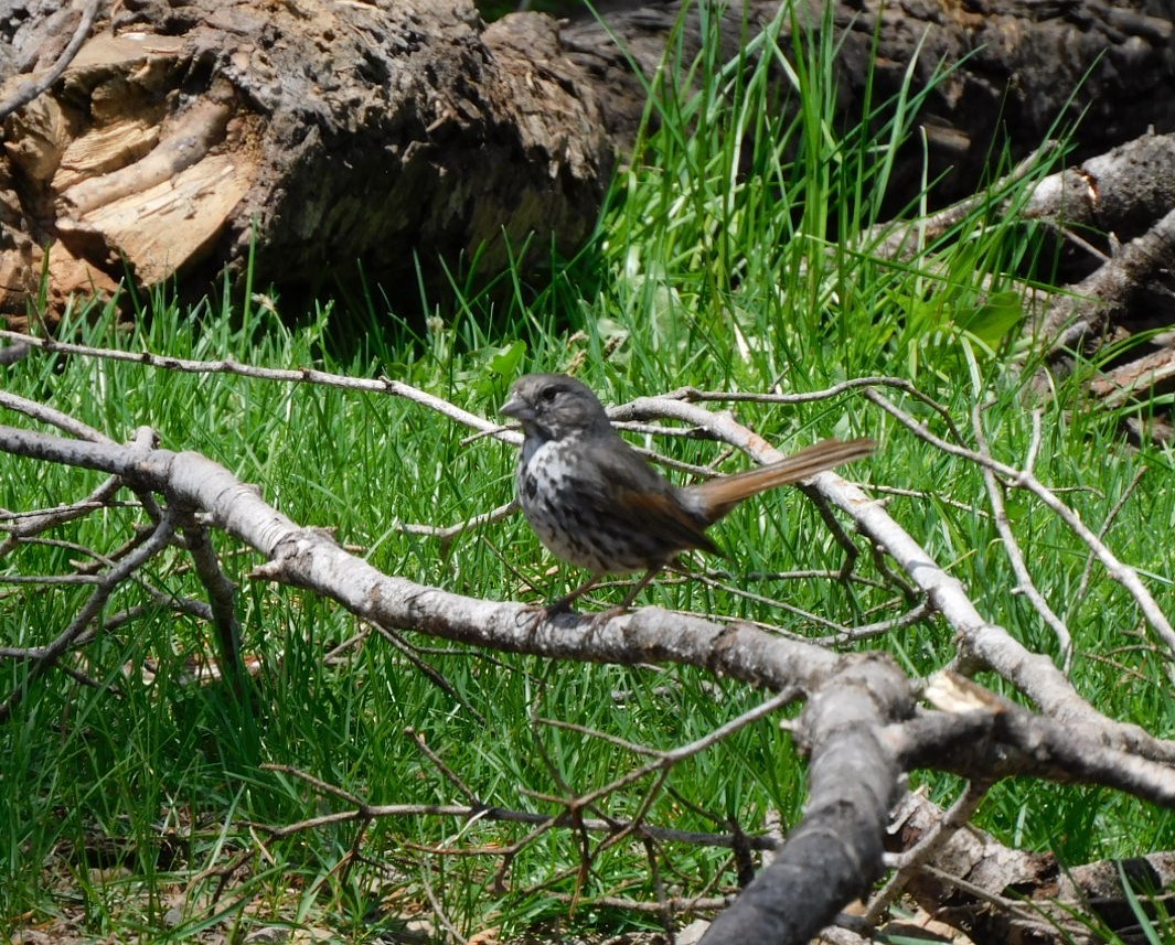 Fox Sparrow - ML583831641