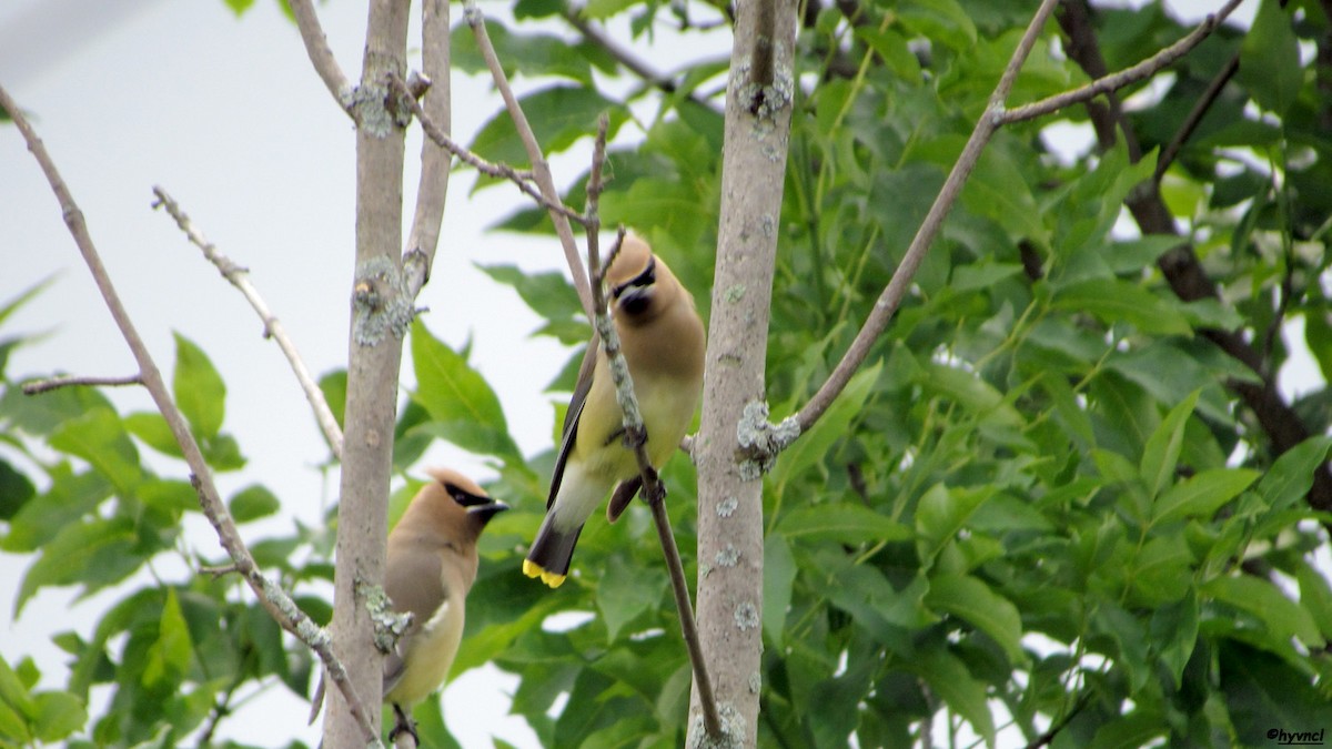 Cedar Waxwing - Ozgun Sozuer