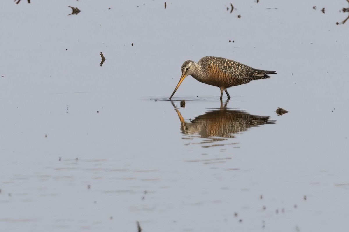 Hudsonian Godwit - Ted Keyel