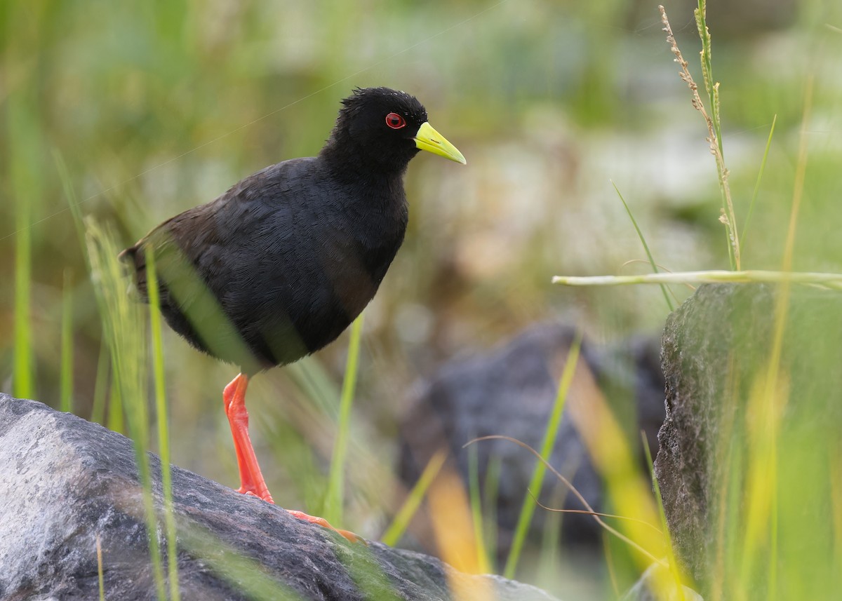 Polluela Negra Africana - ML583833871