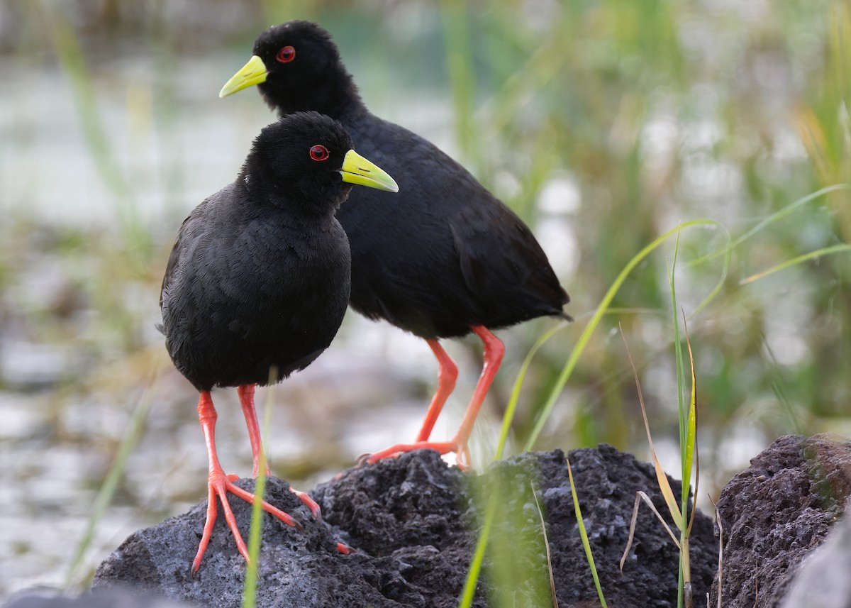 Black Crake - Ayuwat Jearwattanakanok