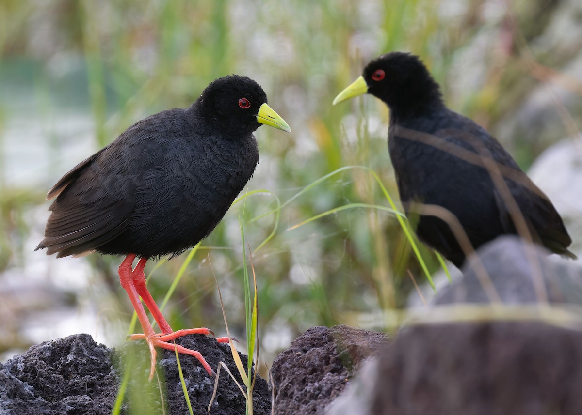 Black Crake - ML583833901