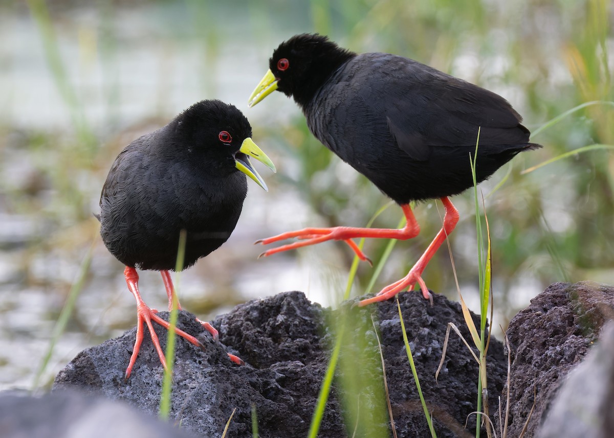 Black Crake - ML583833921