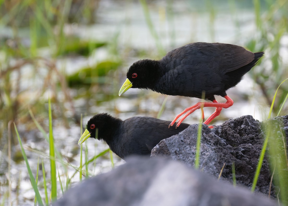 Black Crake - ML583833931