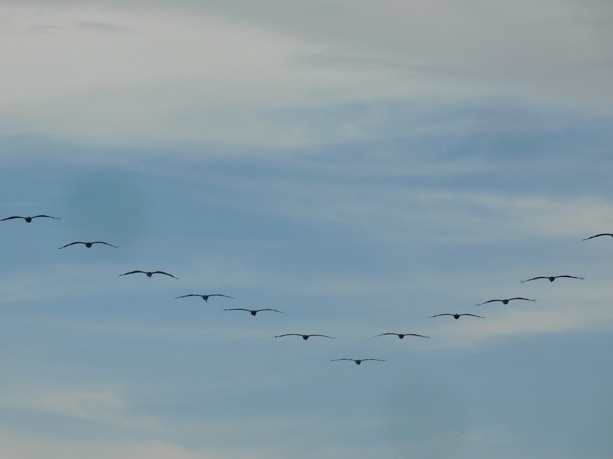 Brown Pelican - ML583834341