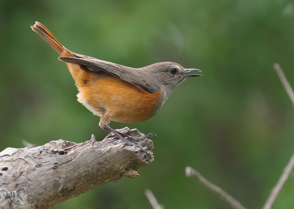 Little Rock-Thrush - ML583834431