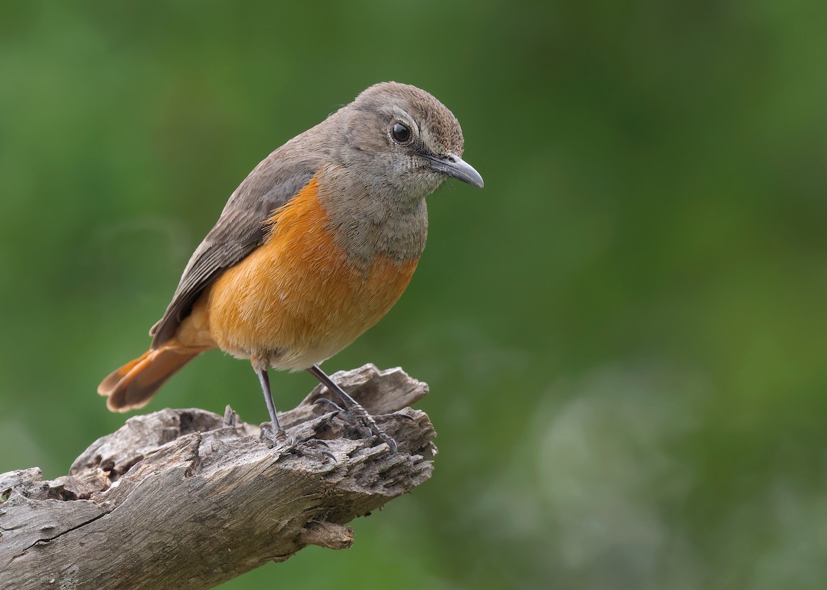 Little Rock-Thrush - ML583834441