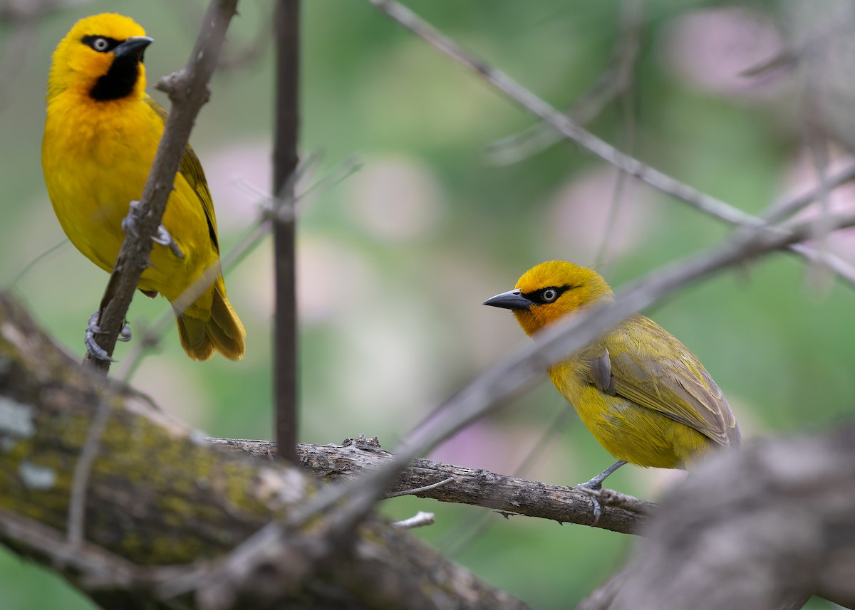 Spectacled Weaver (Yellow-throated) - ML583834551