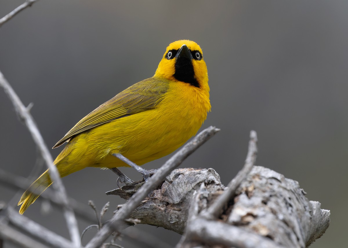 Spectacled Weaver (Yellow-throated) - ML583834561