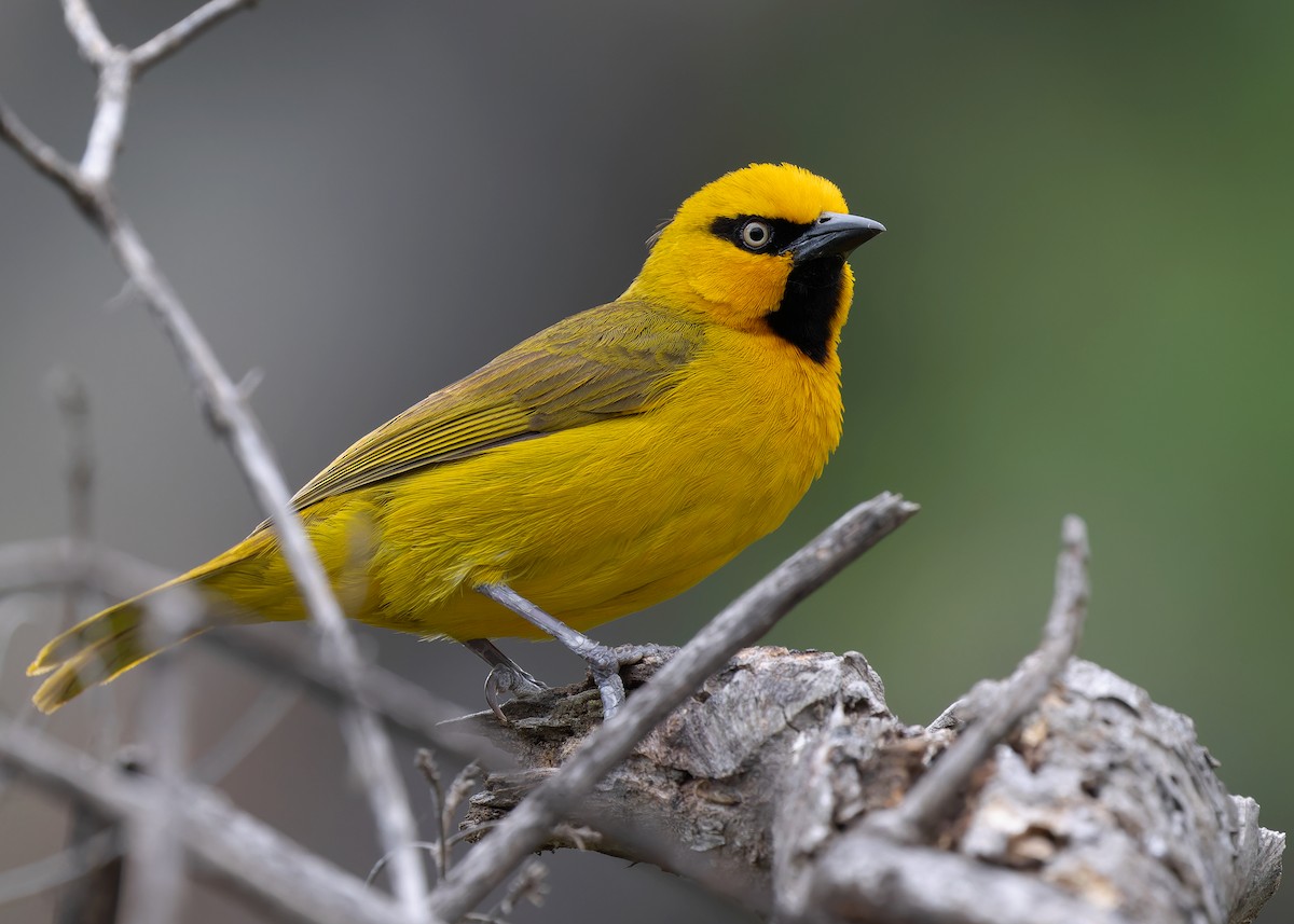 Spectacled Weaver (Yellow-throated) - ML583834571