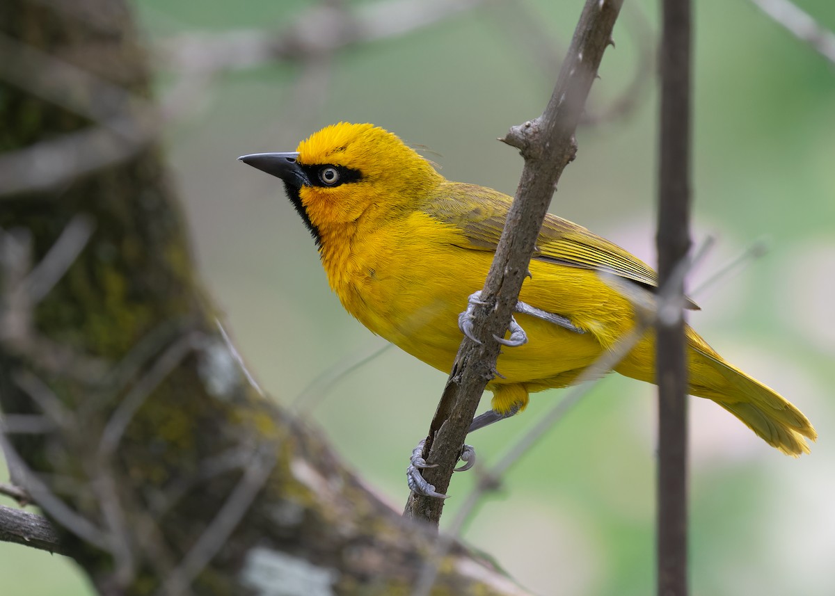 Spectacled Weaver (Yellow-throated) - ML583834581