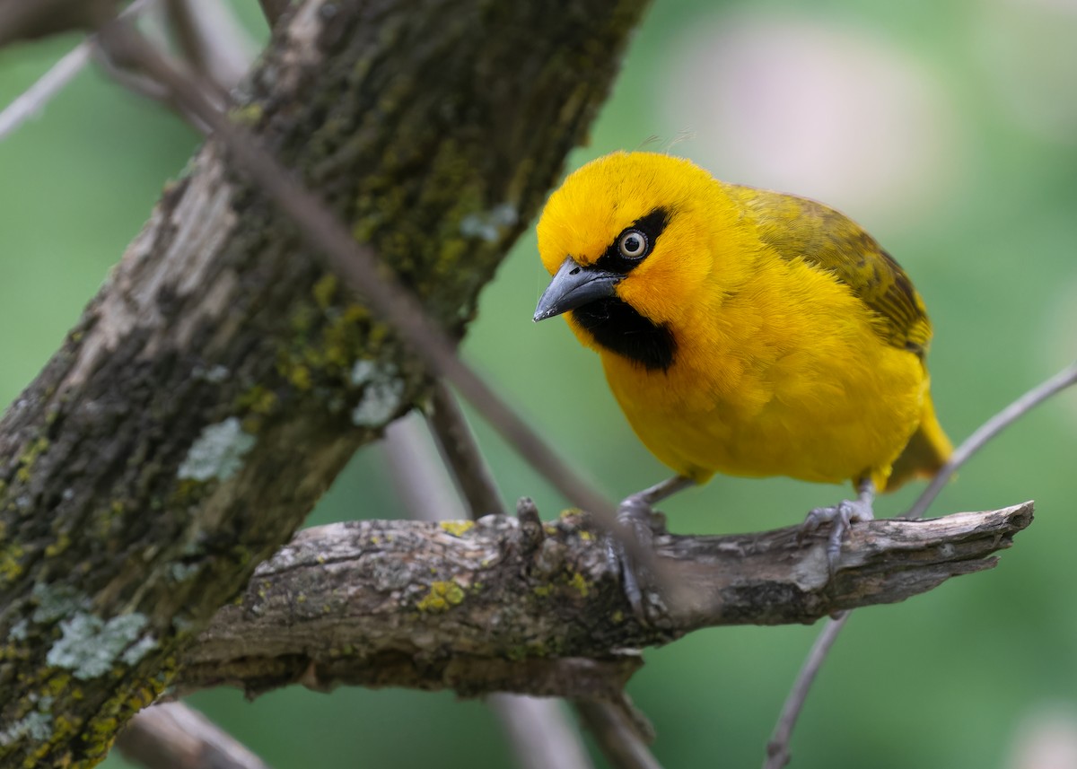 Spectacled Weaver (Yellow-throated) - ML583834591
