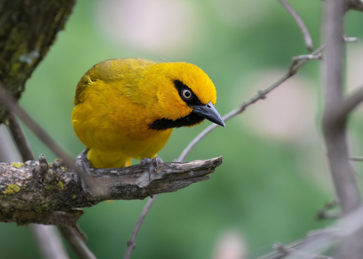 Spectacled Weaver (Yellow-throated) - ML583834601