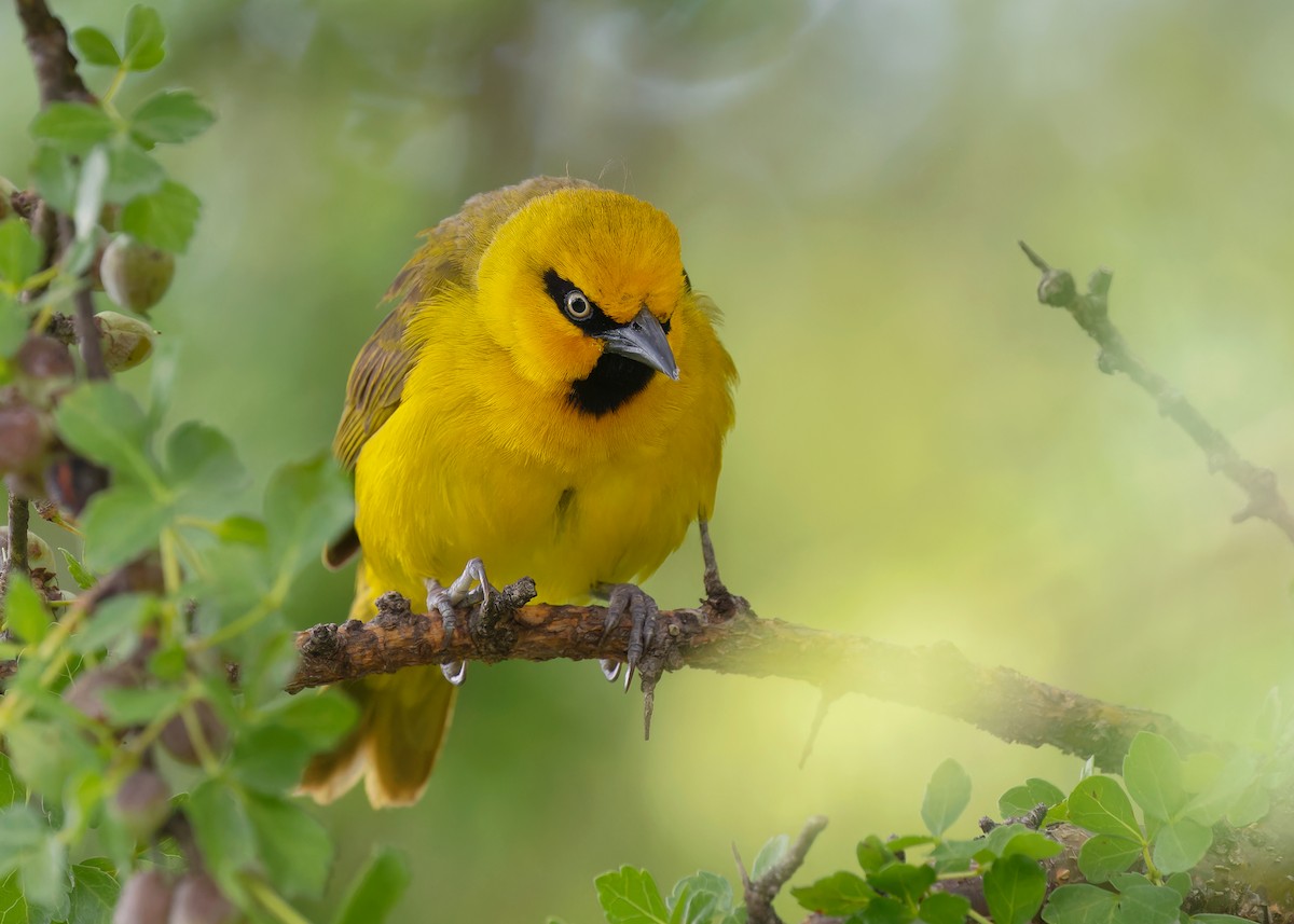 Spectacled Weaver (Yellow-throated) - ML583834631