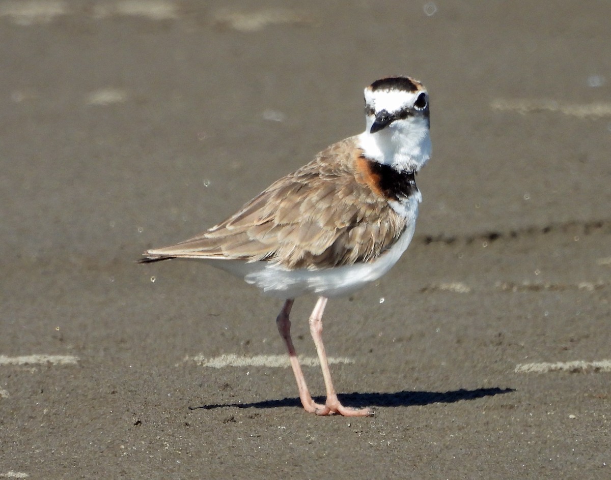 Collared Plover - ML583835741