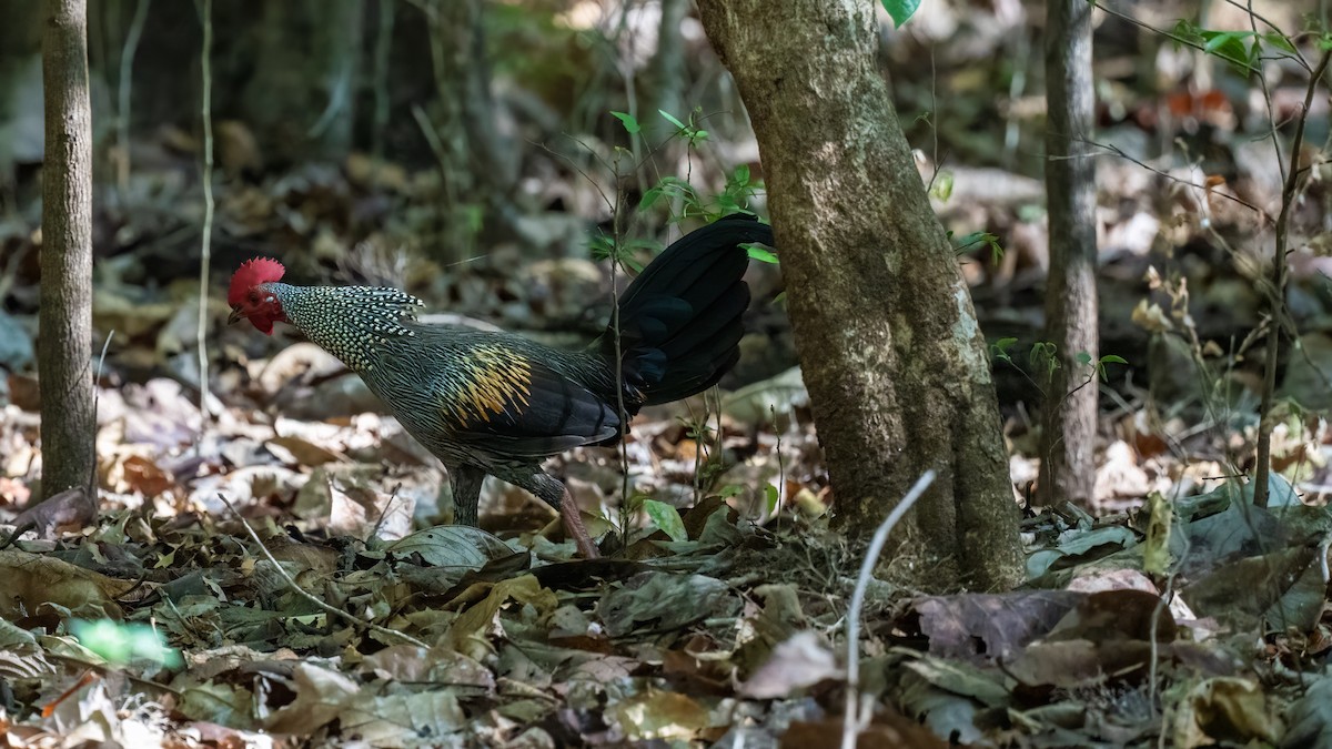 Gray Junglefowl - Pankaj Maheria