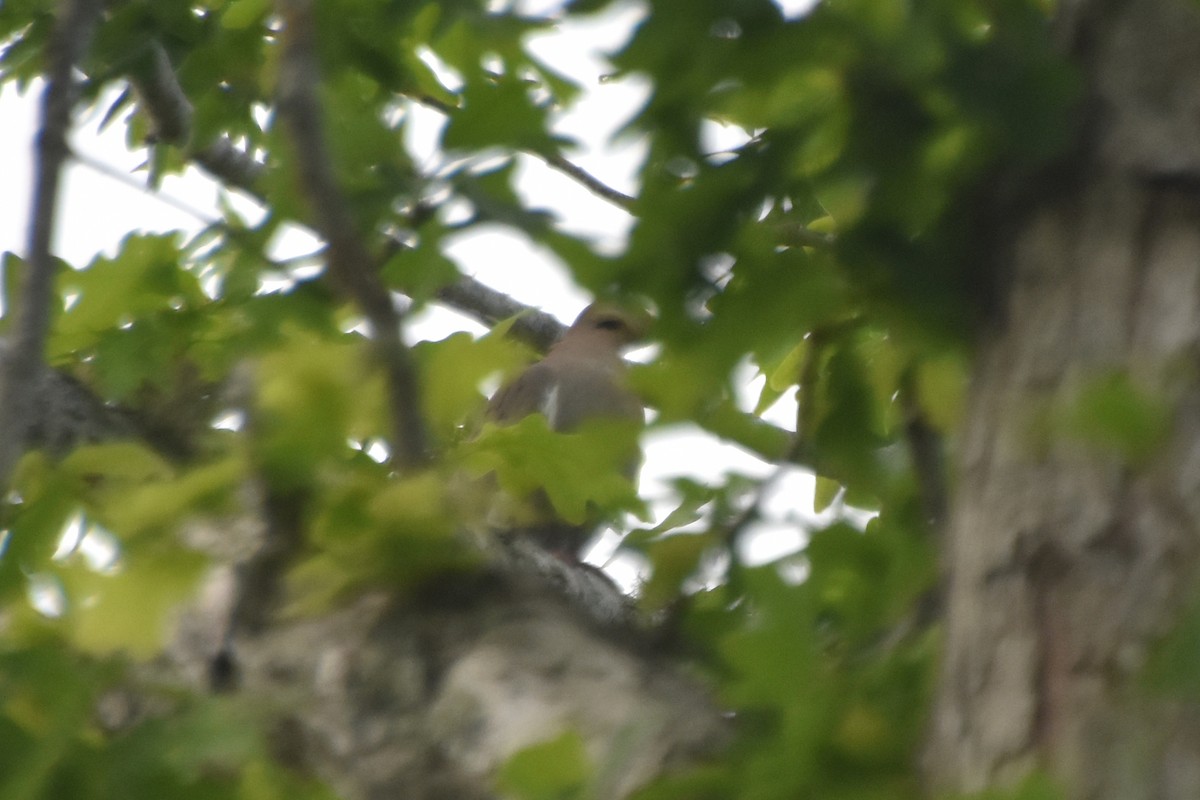 White-winged Dove - ML583836841