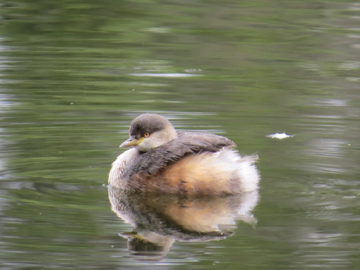 Australasian Grebe - Mary Lusk