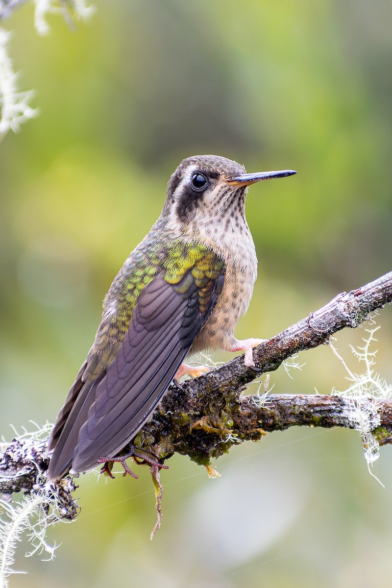 Speckled Hummingbird - ML583837001