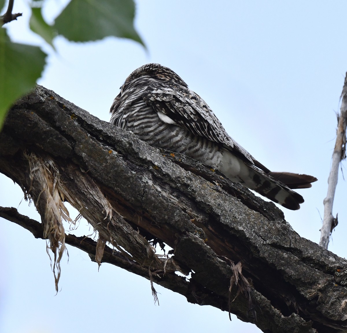 Common Nighthawk - ML583837051