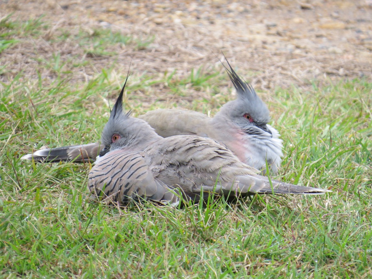 Crested Pigeon - Mary Lusk