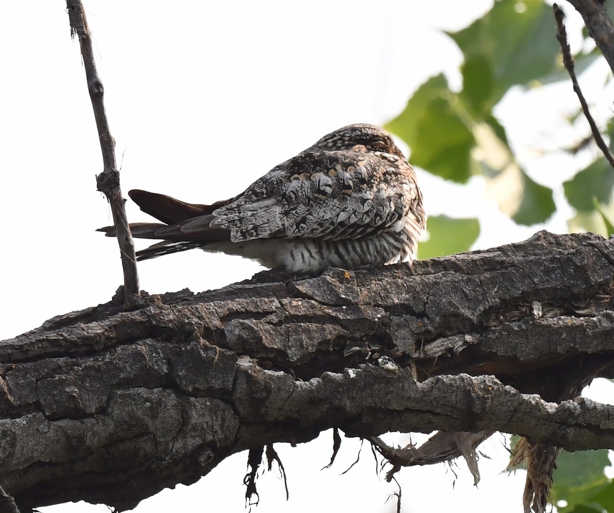 Common Nighthawk - ML583837091