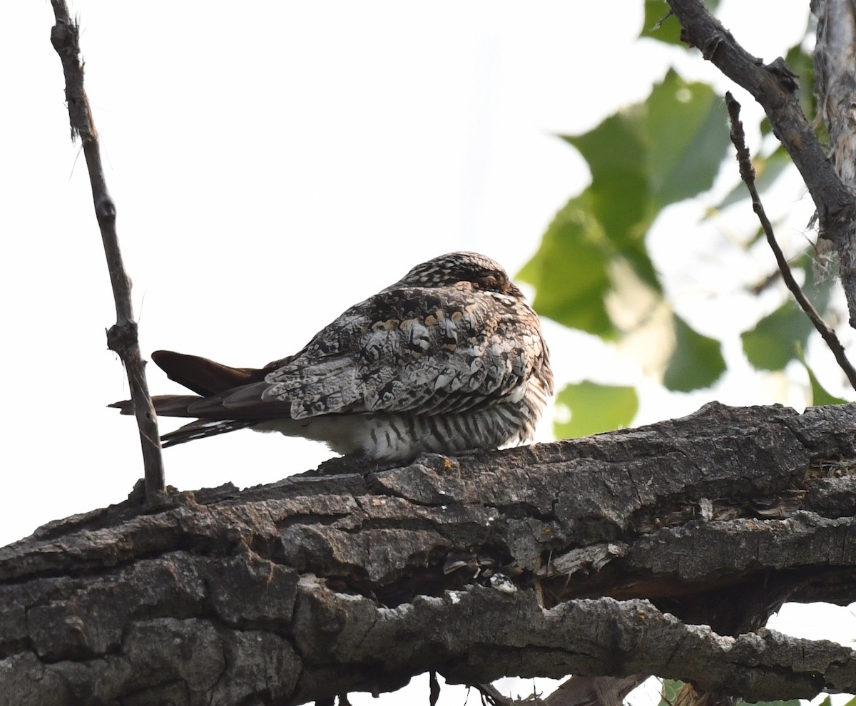 Common Nighthawk - ML583837101