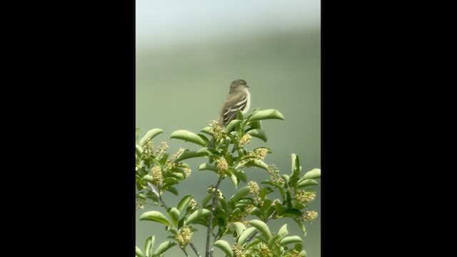 Піві-малюк вільховий - ML583838061