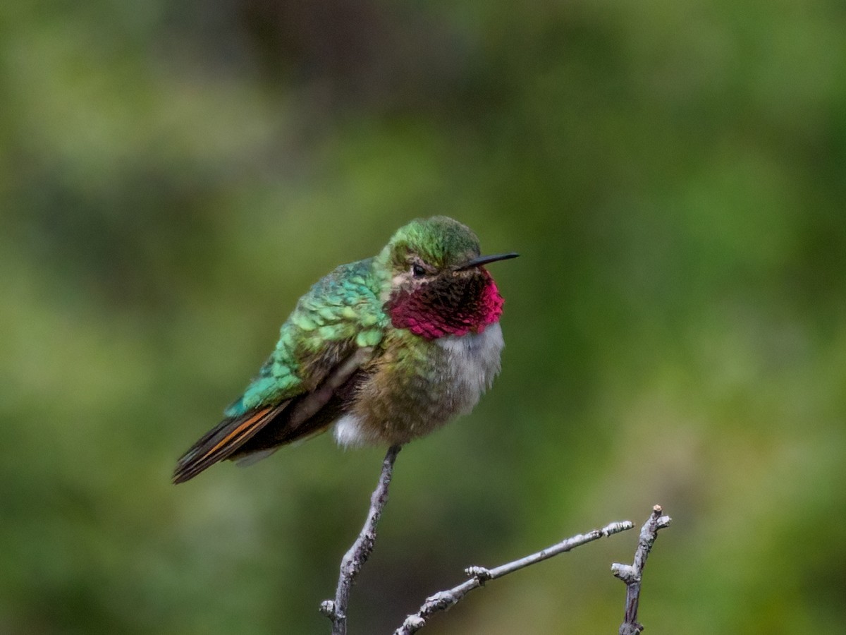 Broad-tailed Hummingbird - Abe Villanueva