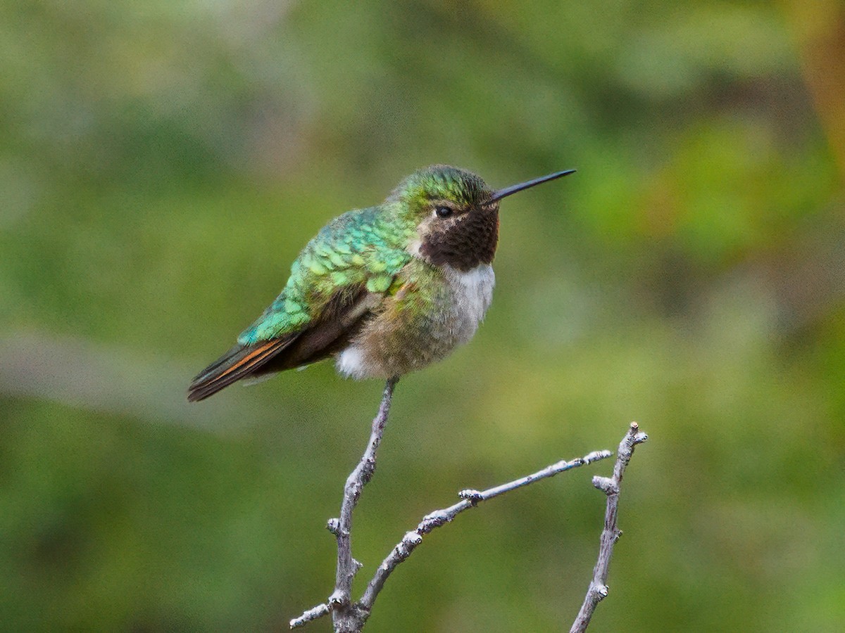 Broad-tailed Hummingbird - ML583838281