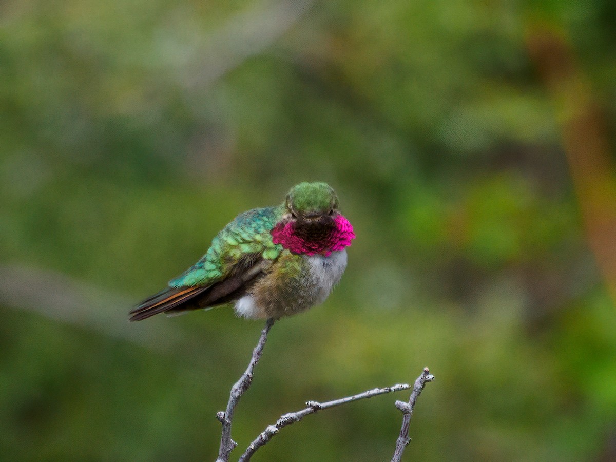 Broad-tailed Hummingbird - ML583838291