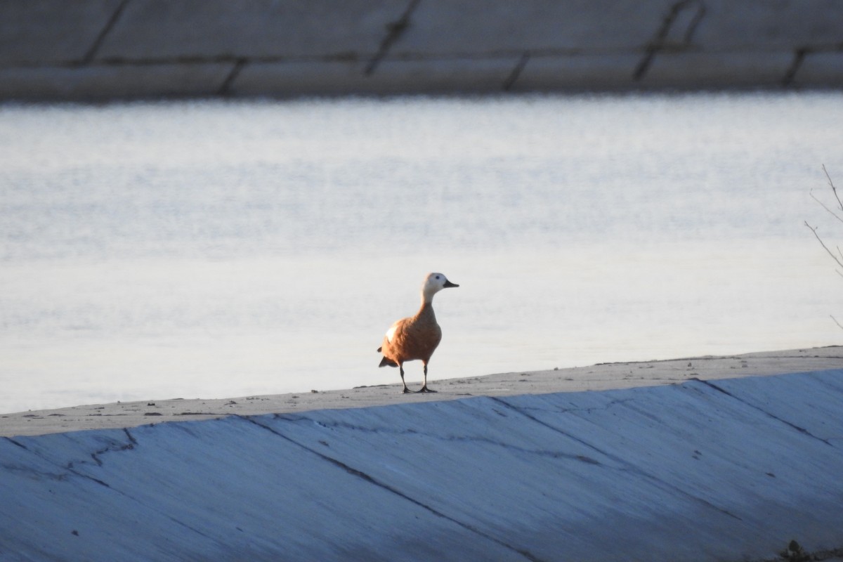 Ruddy Shelduck - ML583838301