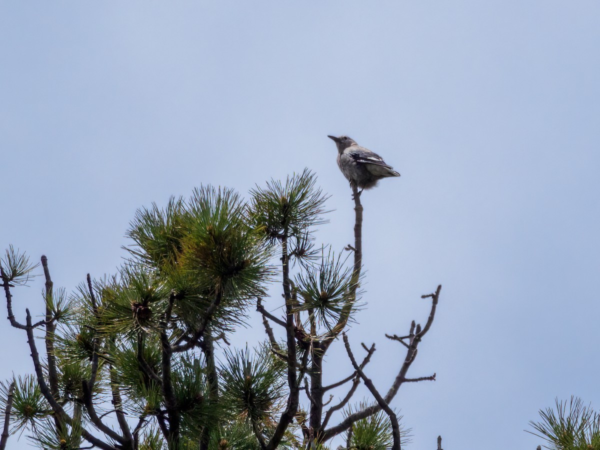 Clark's Nutcracker - ML583838321